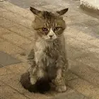 قط تبني