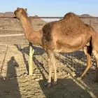 لقحات حمر طيبه نياق مقنوي الحد من 6500