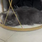 قطه اليفه