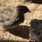 سمان بلدي شهر ونص الصحة جيدة للتربية والذبح