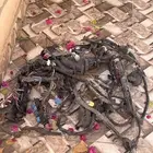 ضفيرة كبوت كامري 2019 استاندر خليجي 6 نمر