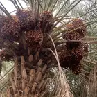 تمر حلال اكياس