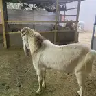 للبيع تيس مشروك رباع