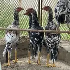 دجاج سندي