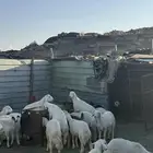 بهم للبيع العدد 18 فيه 4 رخال والباقي خرفان