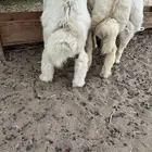 غنم طليان حري فل شحم ولحم