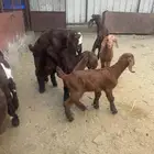 معزاء للبيع