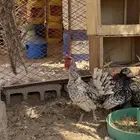 للبيع دجاج سبرايت