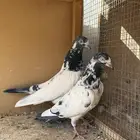 تيديات حمام باكستاني