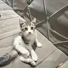 بسه