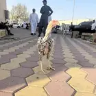 طقم دجاج شامو الماني