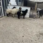 ذبايح بريه تمارا