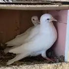 بسابيس زغاليل فروخ حمام