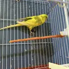 أنثى طير حب