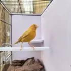 ذكر كناري مشمشي تم البيع خارج الموقع