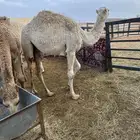 حاشي حشو قصب