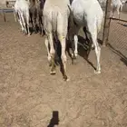 قعدان للمناسبات كفو التواصل خاص