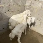 اضاحي حري