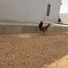 2ديوك