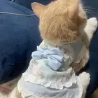 قط شيرازي للتبني