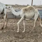للبيع بكره طيبه