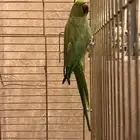 للبيع انثى درة هندي