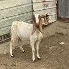جفرات للبيع