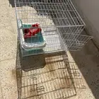شبك جديد للقطط شبه جديد