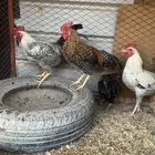 للبيع العدد 4