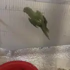 بغبغاء الدرة