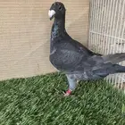 حمام هومر