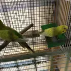 زوج بادجي منتج