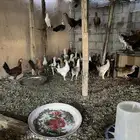 دجاج بلدي بشاير العمر ستة اشهر