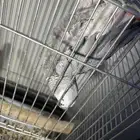 كاسكو اليف و متكلم