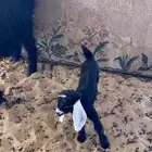 عنز والد سنها سدس