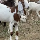 جفره فاخره ومشروع تيس هجين