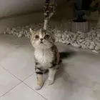 قطوة انثى