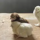 صيصان لوهمان وبراهمه كوبمبي
