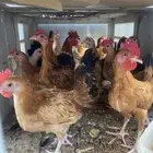 ديكه