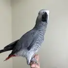 كاسكو اليف ومتكلم تم البيع