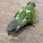 فرخ سنغالي يويو ((( غر )))