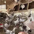 حمام ل البيع
