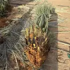 نخيل للبيع بجميع أنواعه