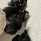 كيتن للتبني