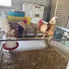 ديوك لوهمان