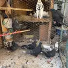 حمام قطايف للبيع