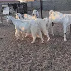 معزا مصريات جم دفيع وحليب