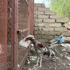 ديك بكستاني سندي صافي