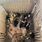 بطه بلدي للبيع تحتها 18