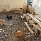 أرنب بلديه للبيع حولي 40 حبه تزود ولا تنقص